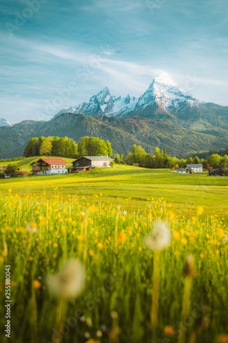 Obraz na płótnie Idyllic landscape in the Alps with blooming meadows in springtime w salonie
