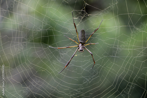 Aranha na teia Spider web