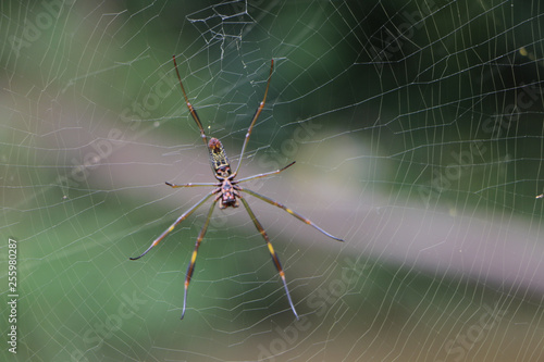 Aranha na teia Spider web
