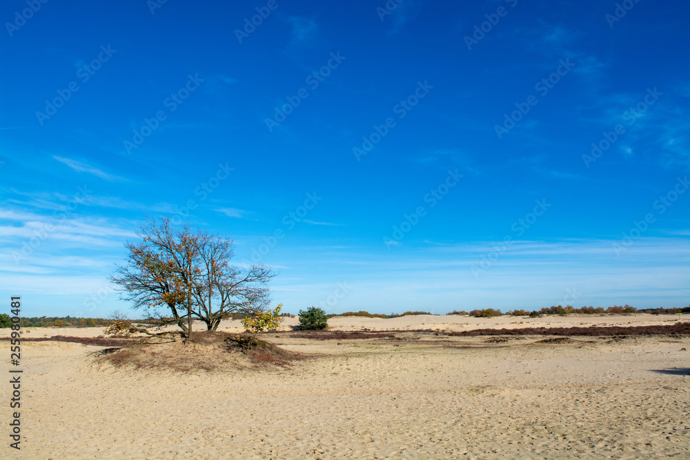 One old dried tree in yellow desert sands and blue sky, loneliness concept, desert landscape