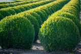 Evergreen buxus or box wood nursery in Netherlands, plantation of big round box tree balls in rows during invasion of box wood moth in Europe