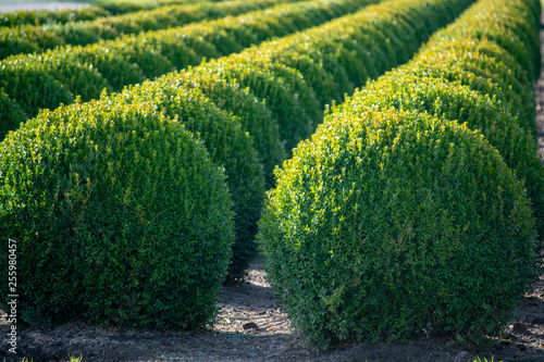 Tableau sur toile Evergreen buxus or box wood nursery in Netherlands, plantation of big round box