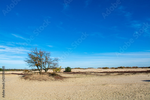 One old dried tree in yellow desert sands and blue sky, loneliness concept, desert landscape © barmalini
