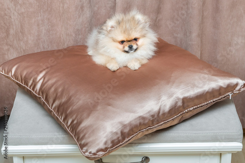 Cute Pomeranian puppy dog lying on golden satin pillow. Copy space for your text.