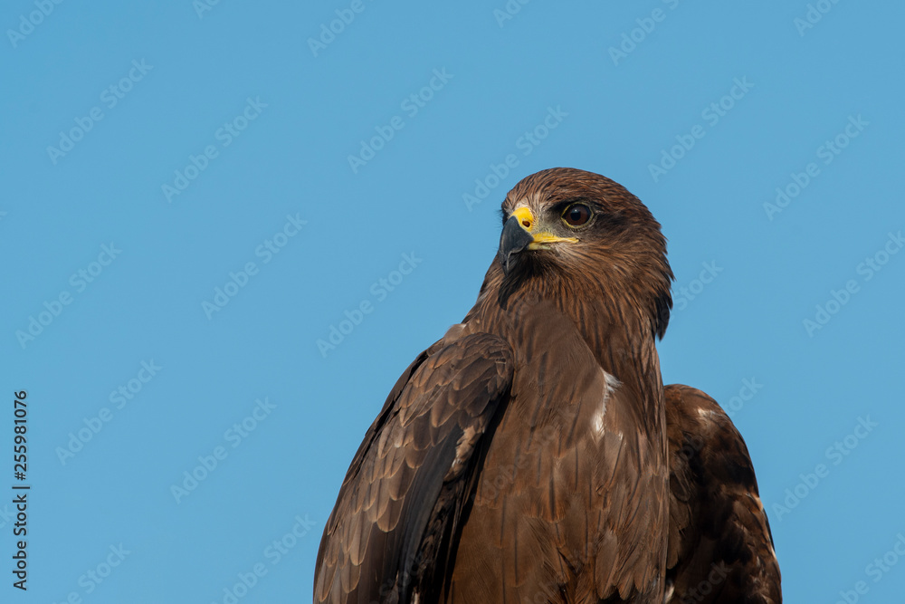 Closeup black kite on blue sky Closeup black kite on blue sky