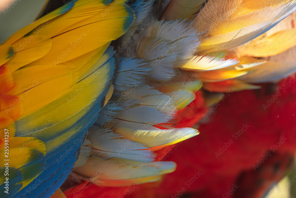 Fototapeta premium Closeup macaw feathers for background