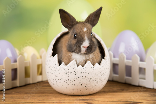 Easter rabbit in a shell of eggs. Pastel eggs. © dianaduda