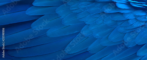 Closeup macaw feathers for background