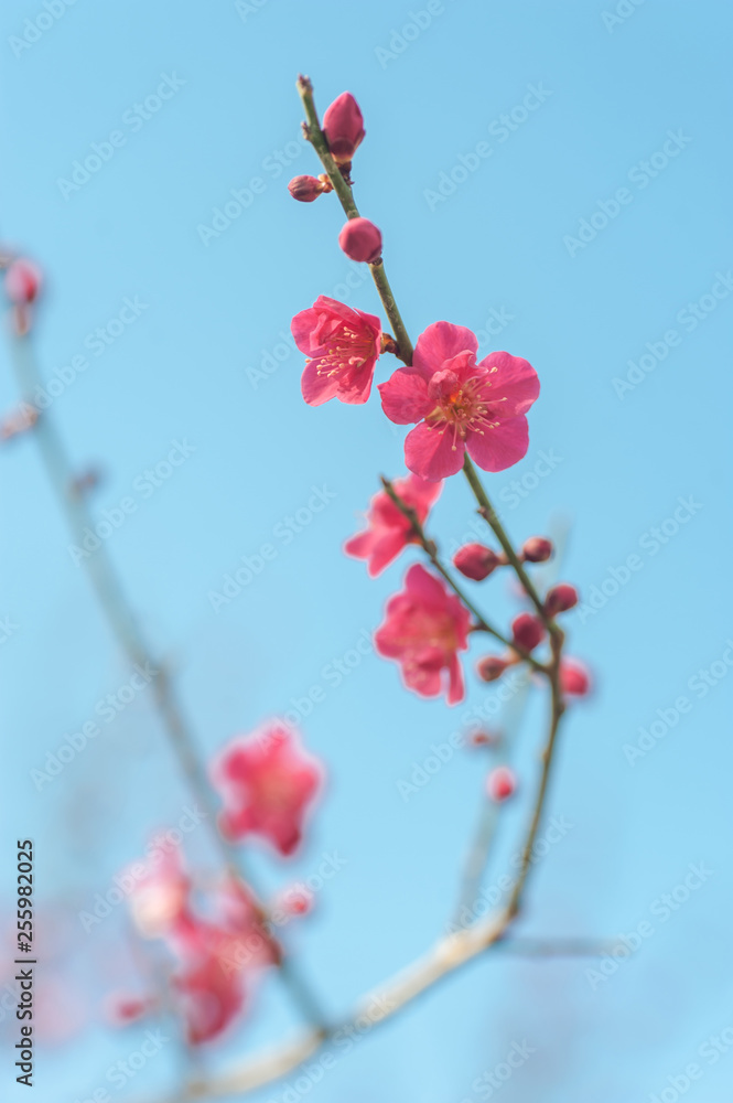 Blooming branch of Prunus mume 'Beni-chidori' Tree against blue sky. Selective focus, vertical format. Concept: joyful spring, spring gardening Blooming branch of Prunus mume 'Beni-chidori' Tree against blue sky. Selective focus, vertical format. Concept: joyful spring, spring gardening