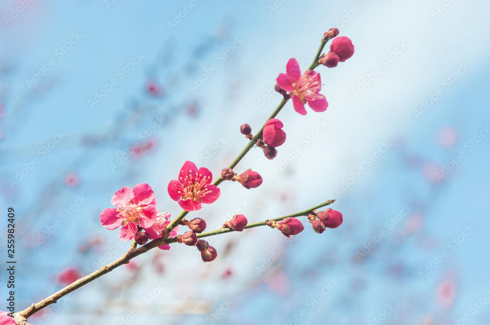 Blooming branch of Prunus mume 'Beni-chidori' Tree against blue sky. Selective focus. Concept: joyful spring, spring gardening Blooming branch of Prunus mume 'Beni-chidori' Tree against blue sky. Selective focus. Concept: joyful spring, spring gardening