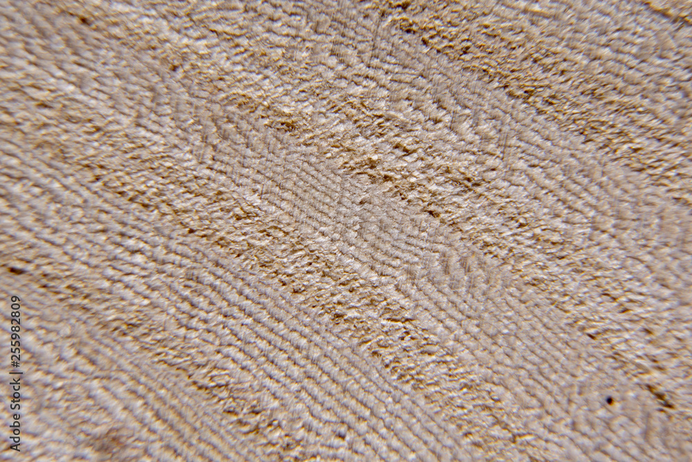 Wood texture, wood background. Tree cut close-up, macro shot Wood texture, wood background. Tree cut close-up, macro shot