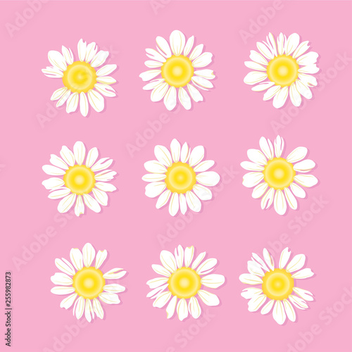 Set of White daisy or chamomile for background.Isolated. Vector illustration