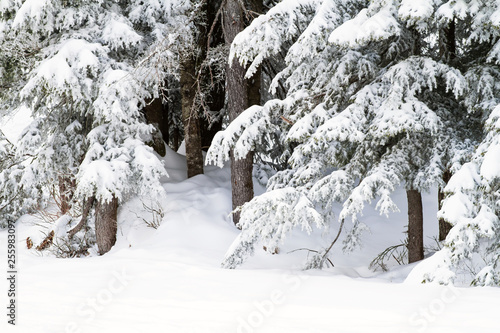Snow rests gently on the branches of evergreen or coniferous trees; snow drifts surround tree trunks