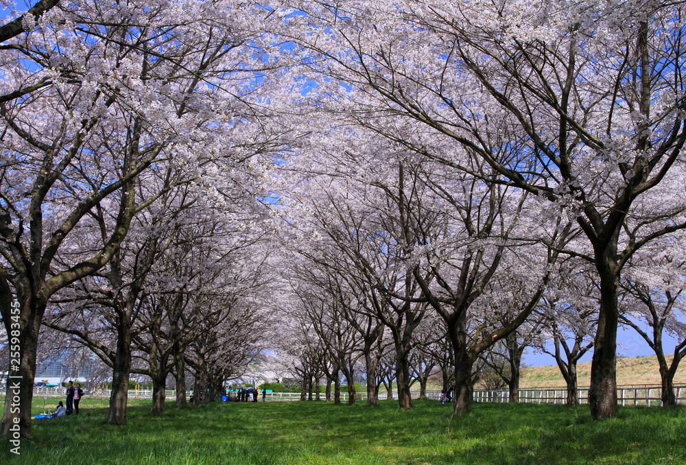 春の桜並木