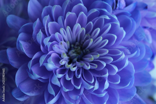 Violet  blue and pink chrysanthemum. A bouquet of chrysanthemums. Chrysanthemum Flower Close up