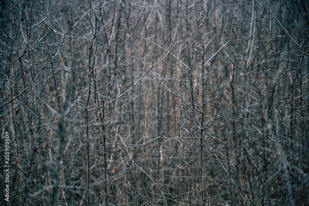 grunge background, thorn bushes, bare branches of bushes grunge background, thorn bushes, bare branches of bushes