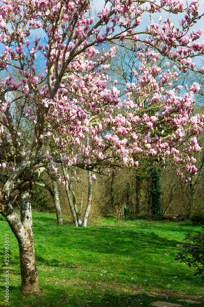 Magnolia à l'entrée du printemps