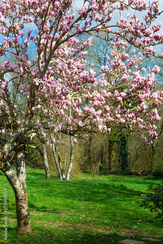 Magnolia    l entr  e du printemps