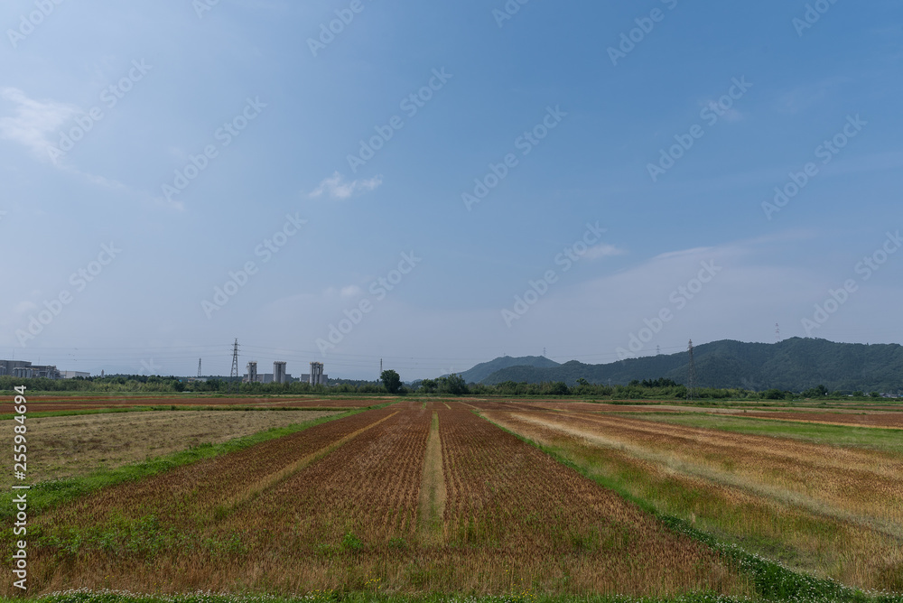 rural landscape with wheat field and blue sky