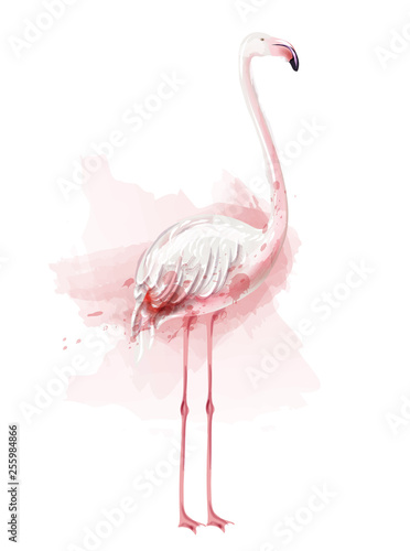 Flamingo watercolor Vector. pink bird isolated on white illustrations
