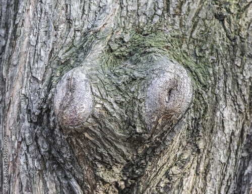 burl on a tree