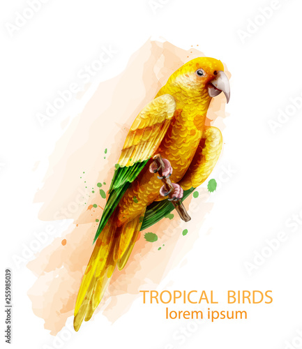 Tropic Parrot yellow bird Vector watercolor illustration. Cute bird on a brac...