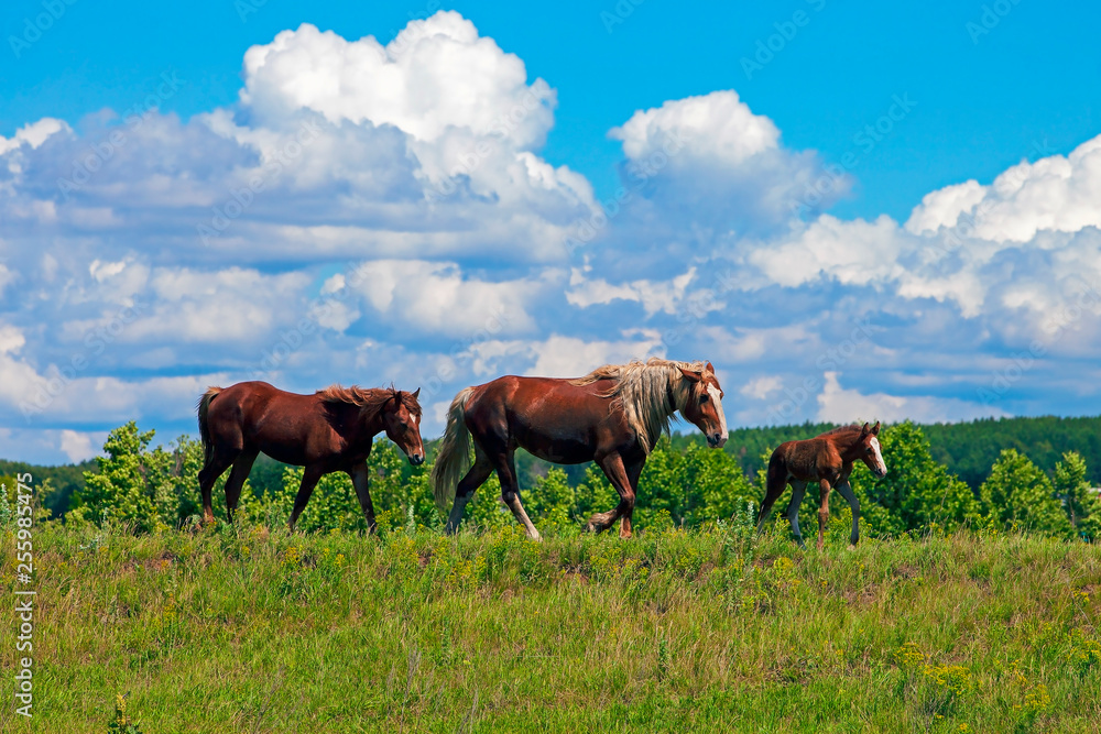 horses graze on a meadow against the blue sky with snow-white clouds
