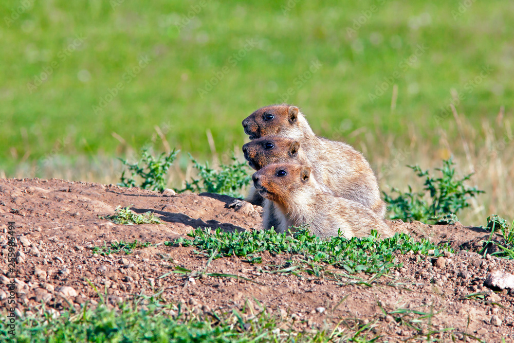 young funny marmots peeking out of the hole on a sunny warm day, Groundhog Day young funny marmots peeking out of the hole on a sunny warm day, Groundhog Day