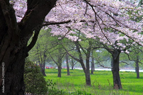 春の桜並木