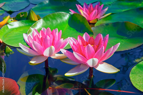 big beautiful pink water lilies in green leaves in pond  closeup