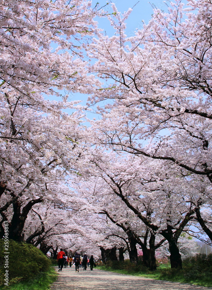 春の桜並木