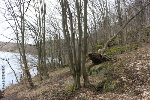 Trees grow on rocks in mountainous terrain. One tree fell from a strong wind. Spring landscape