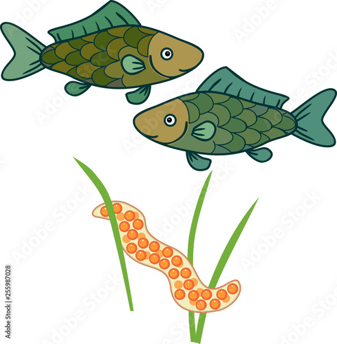 Spawning freshwater fish