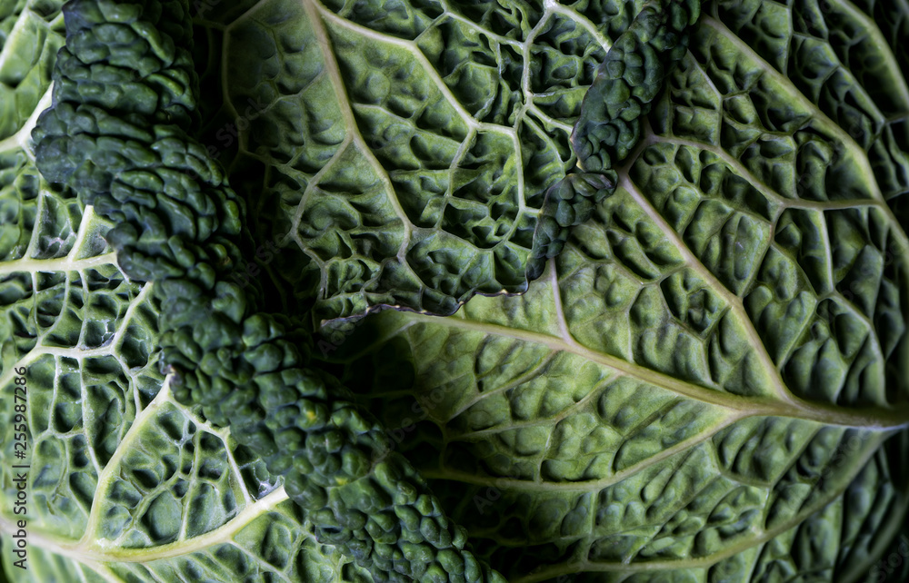 Detail of Savoy cabbage leaves Detail of Savoy cabbage leaves