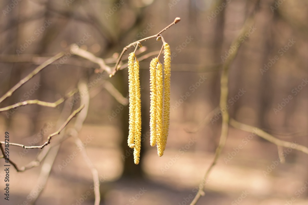 branch of tree in spring with yellow beautiful catkins at the sunny day with selective focus and blurred spring background. Green catkins with pollen on the birch twig. Allergic spring blossom branch of tree in spring with yellow beautiful catkins at the sunny day with selective focus and blurred spring background. Green catkins with pollen on the birch twig. Allergic spring blossom