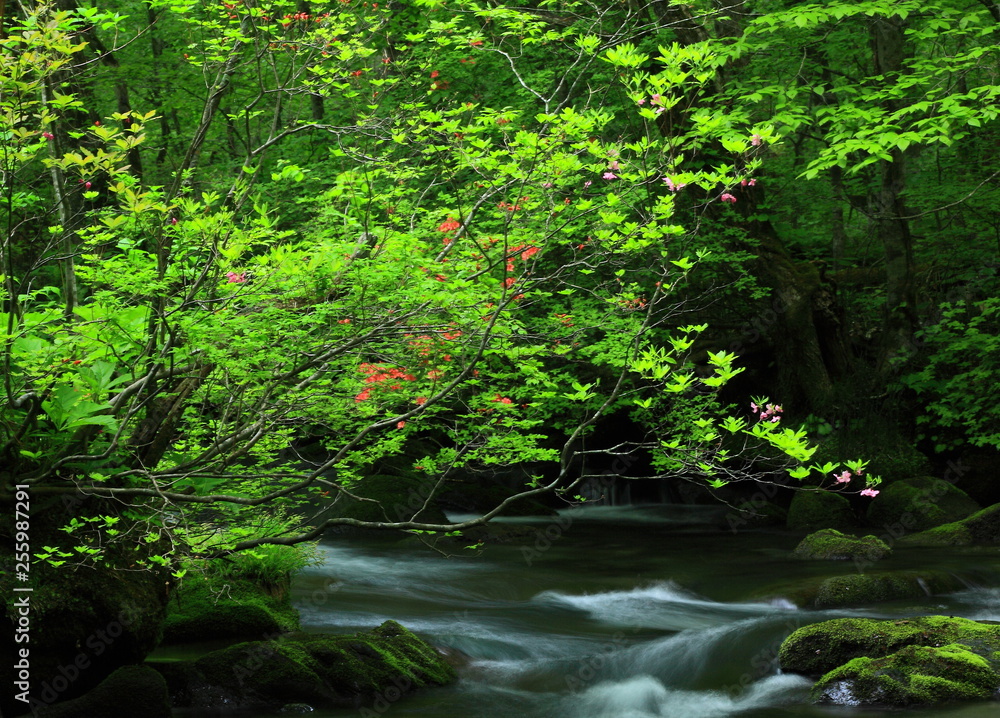 Fototapeta premium 新緑の奥入瀬渓流
