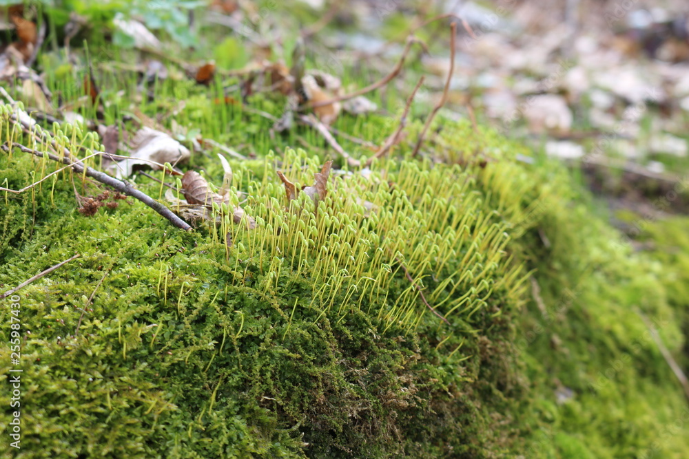 Colorful moss grows on a stone. The modest charm of early spring. Colorful moss grows on a stone. The modest charm of early spring.