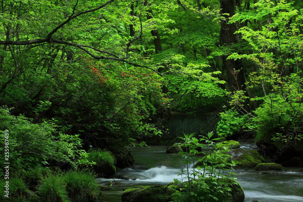Obraz premium 新緑の奥入瀬渓流