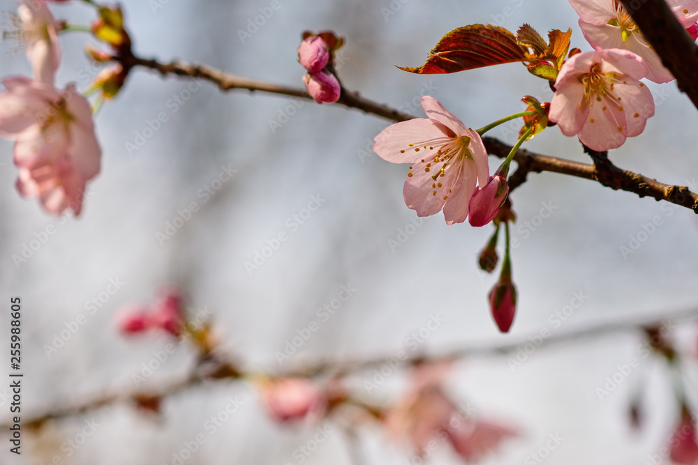 Sakura flowers Japanese cherry blossoms Sakura flowers Japanese cherry blossoms