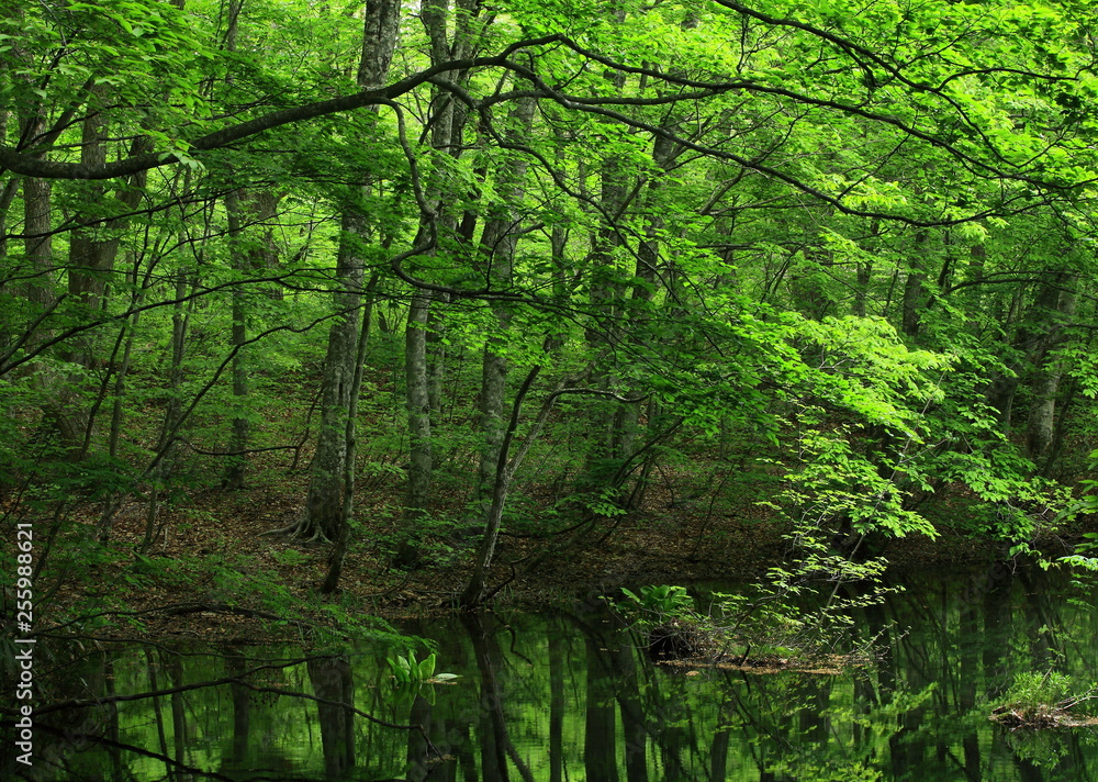 Obraz premium 新緑の沼