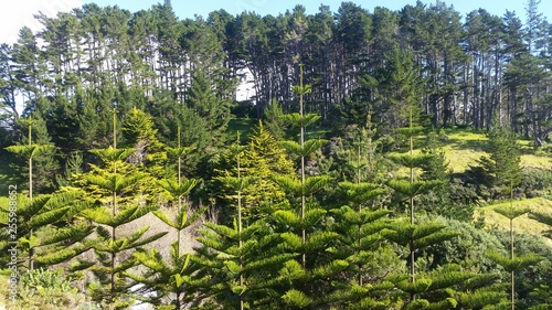 Wald