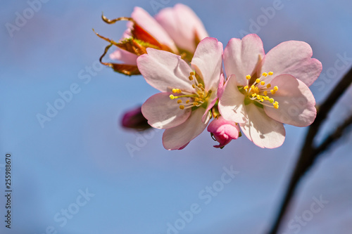 Sakura flowers Japanese cherry blossoms