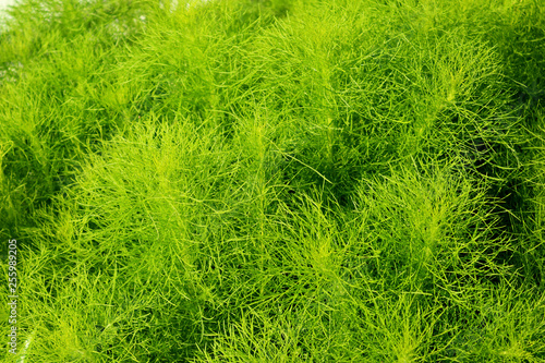 Vivid Green shrub in the Sunlight
