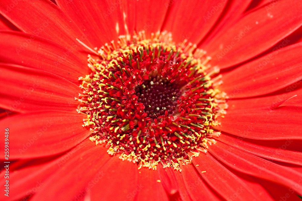 red flower red flower