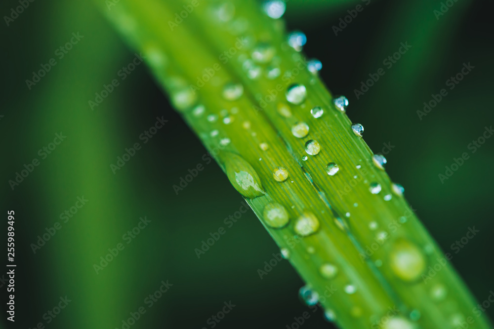 Beautiful vivid shiny green grass with dew drops close-up with copy space. Pure, pleasant, nice greenery with rain drops in sunlight in macro. Background from green textured plants in rain weather. Beautiful vivid shiny green grass with dew drops close-up with copy space. Pure, pleasant, nice greenery with rain drops in sunlight in macro. Background from green textured plants in rain weather.