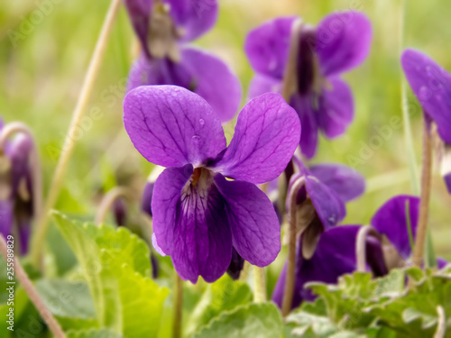 purple violet flower