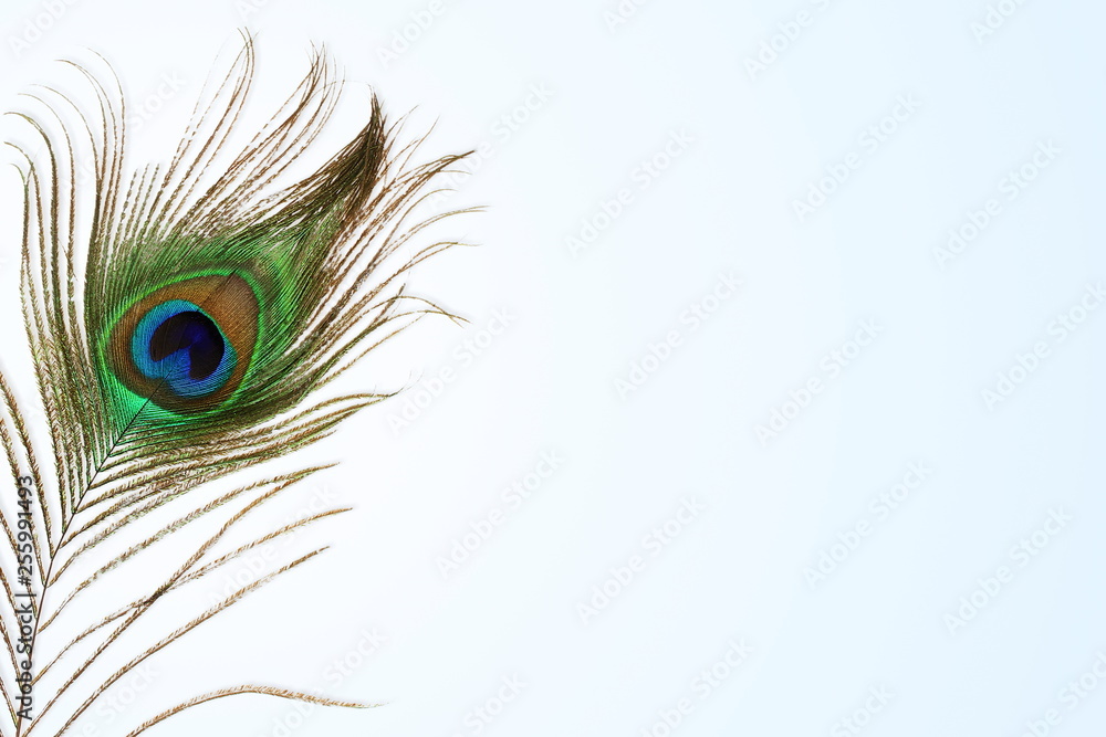 Fototapeta premium peacock feather in blur background with text copy space