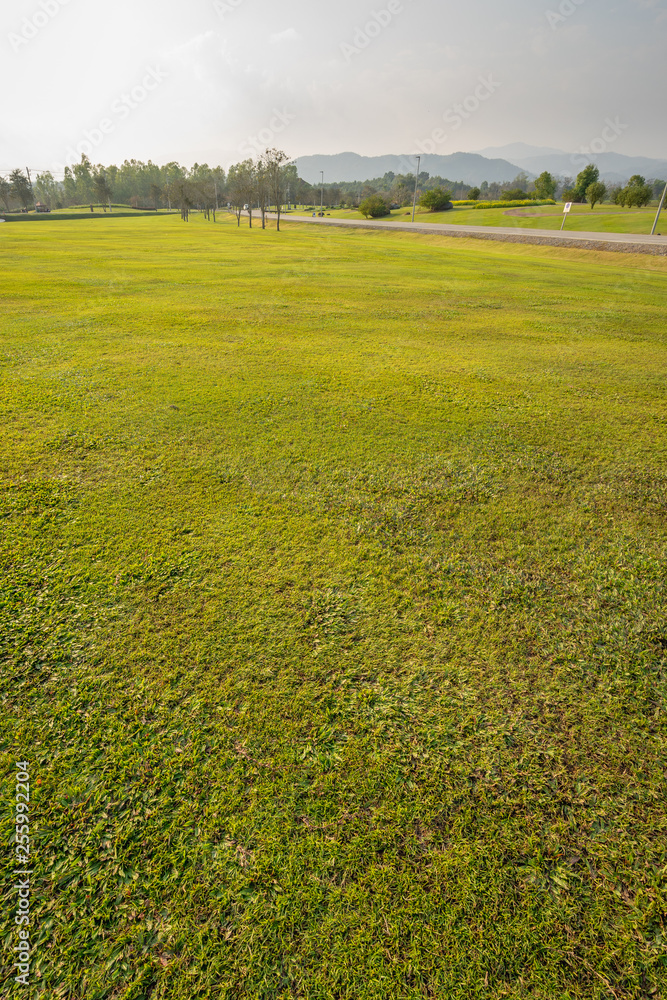 Fototapeta premium landscape of grass field and green environment public park use as natural background, backdrop.