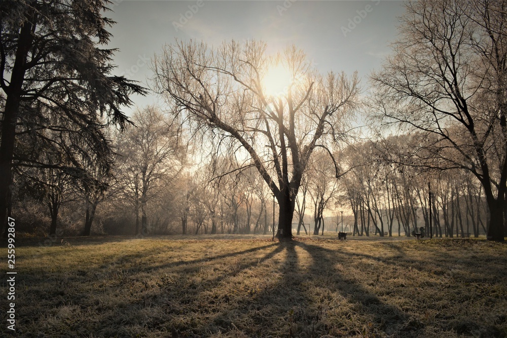 Fototapeta premium alba inverno