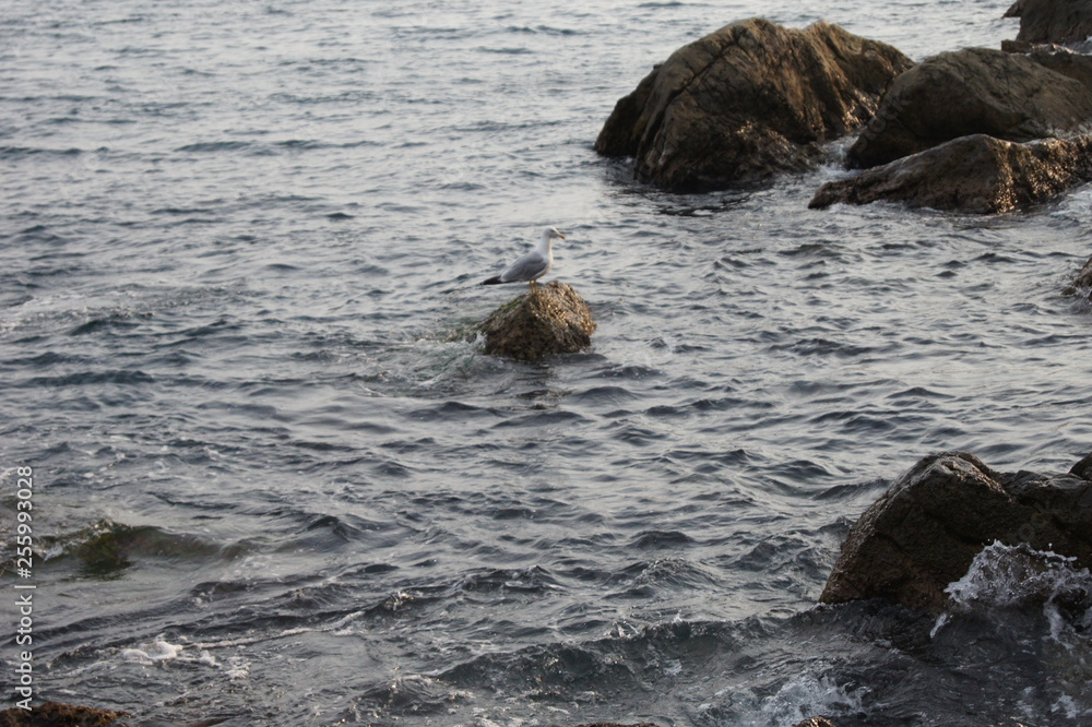 rocks in water rocks in water